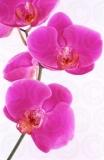Welkom op de site van New You Creations